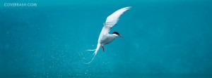 arctic tern facebook cover