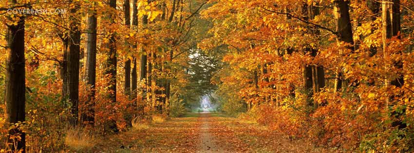 autumn road facebook cover