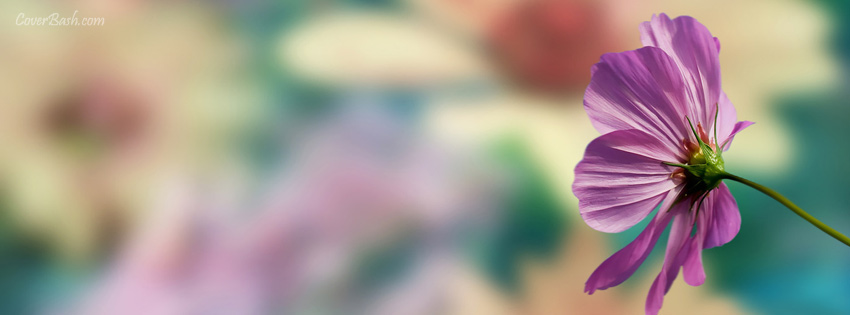 Facebook Covers tagged "flowers" - CoverBash.com