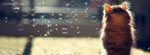 cat enjoying bubbles facebook cover