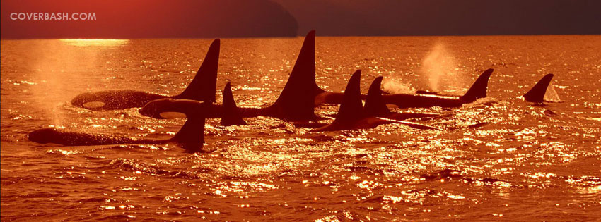 amazing whales facebook cover