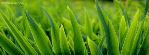 big green grass facebook cover