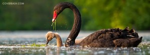 black swan facebook cover