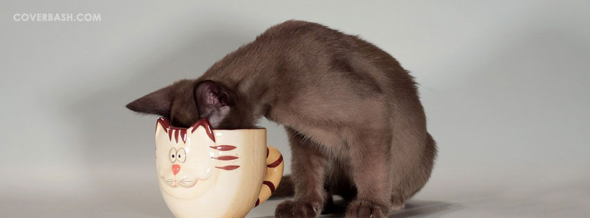 funny cat with cup facebook cover