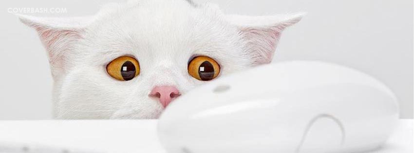 cat searching mouse facebook cover