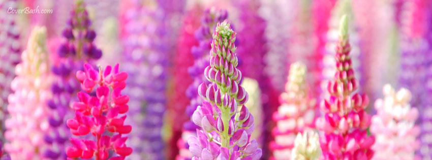 colorful flower buds facebook cover