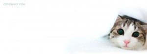 cute cat facebook cover