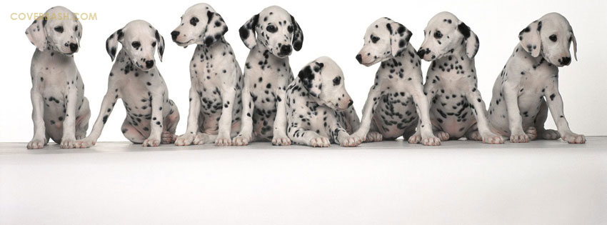 cute puppies facebook cover