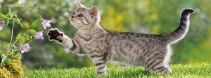 cute cat facebook cover