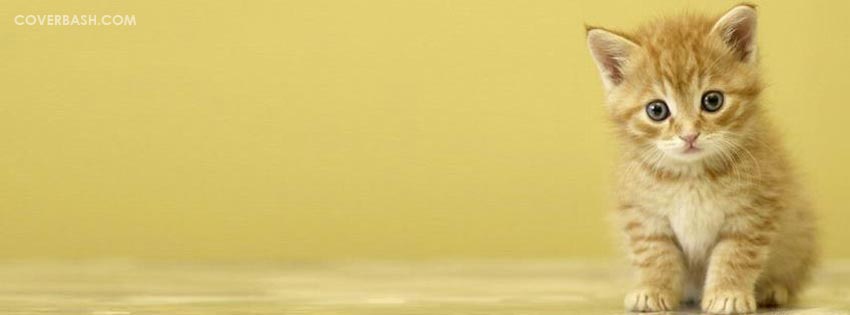 cute cat looking facebook cover