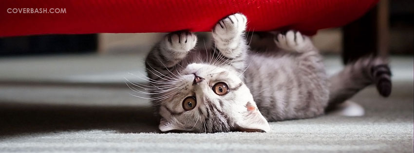 cat under couch facebook cover