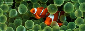 finding nemo facebook cover