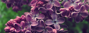 flower bunch facebook cover