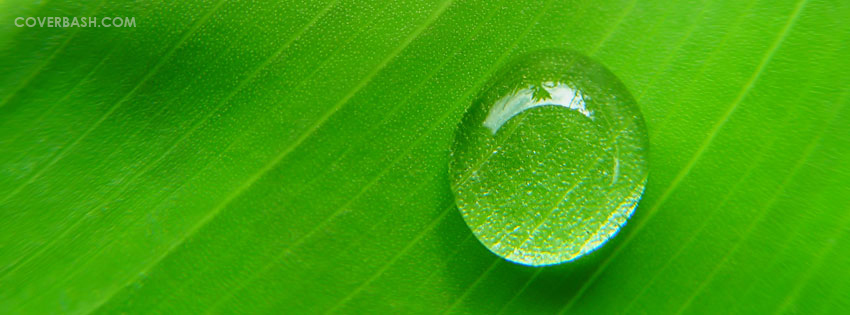 green leaf facebook cover