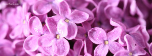 little purple flowers facebook cover