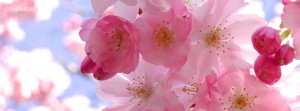 pink flower facebook cover
