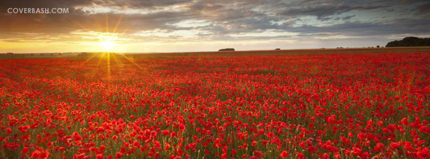 poppy valley facebook cover