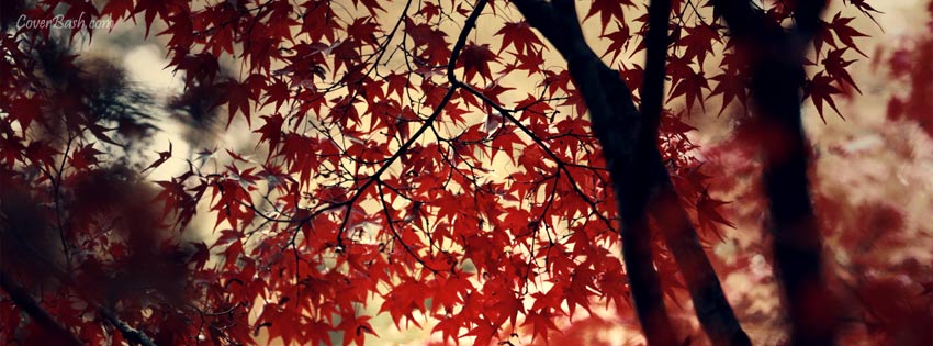 red leaves facebook cover