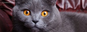 the furious look facebook cover