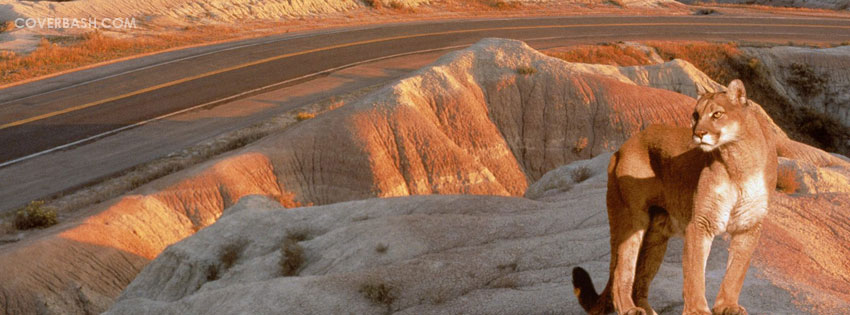 lion on desert facebook cover