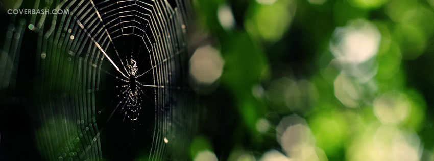 the spider facebook cover